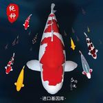 纯种精品大正红白招财锦鲤观赏鱼好养鲤鱼冷水活鱼淡水大型耐活鱼