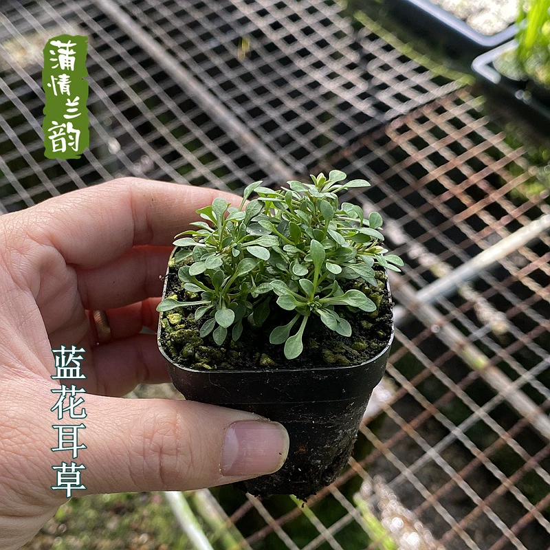 Североамериканская ушная трава синего цветка