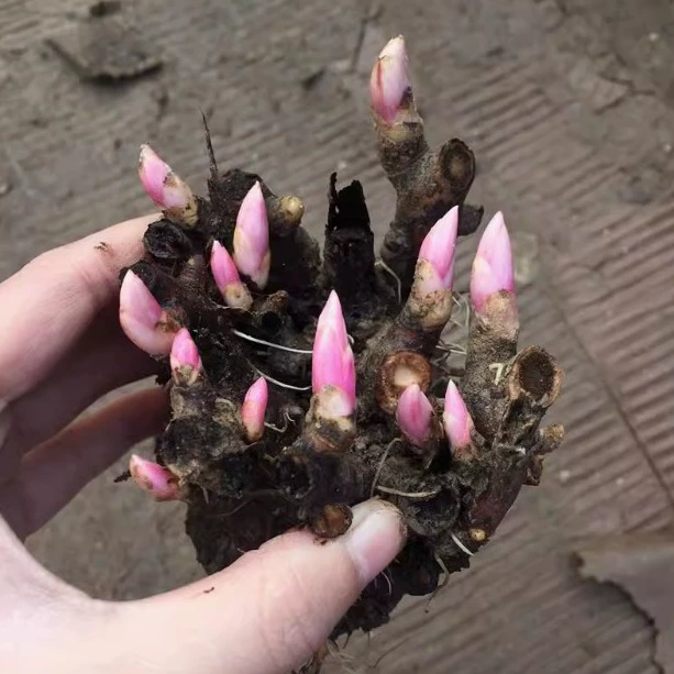 Оптовые рассада пионов, дворовые цветы, которые цветут в любое время года, легко живущие корневые блоки пионов с бутонами, горшечные уличные дворовые растения.