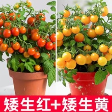 【山东寿光正版矮生小番茄】矮生小番茄红色黄色小番茄种植简单