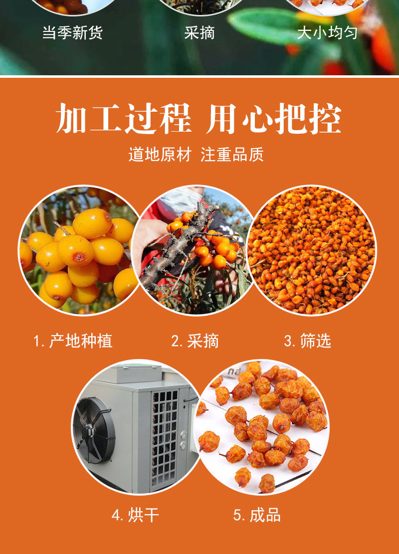 Sha Ji Berries (Hippophae rhamnoides) — Dried Xinjiang Sea Buckthorn Fruit for Tea & Wellness in use