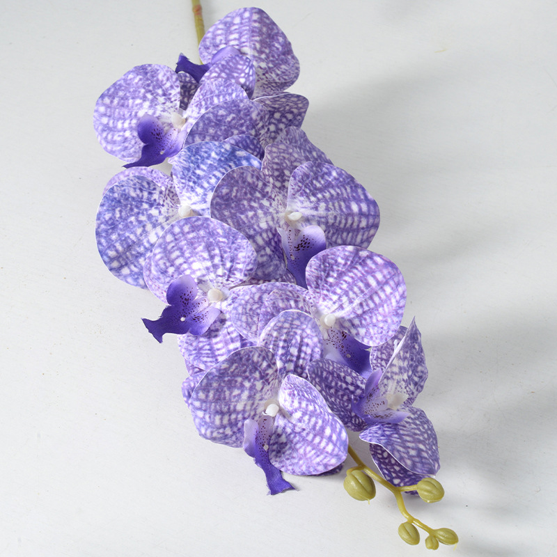 9 película Phalaenopsis red púrpura