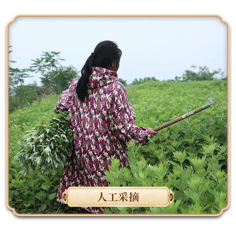 Moxa Sticks Ai Zhu Thick Moxibustion Cones for Warming Therapy 1.8 x 2.7 cm 10 Pack preparation
