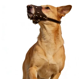 宠物项圈;狗狗牵引;嘴套