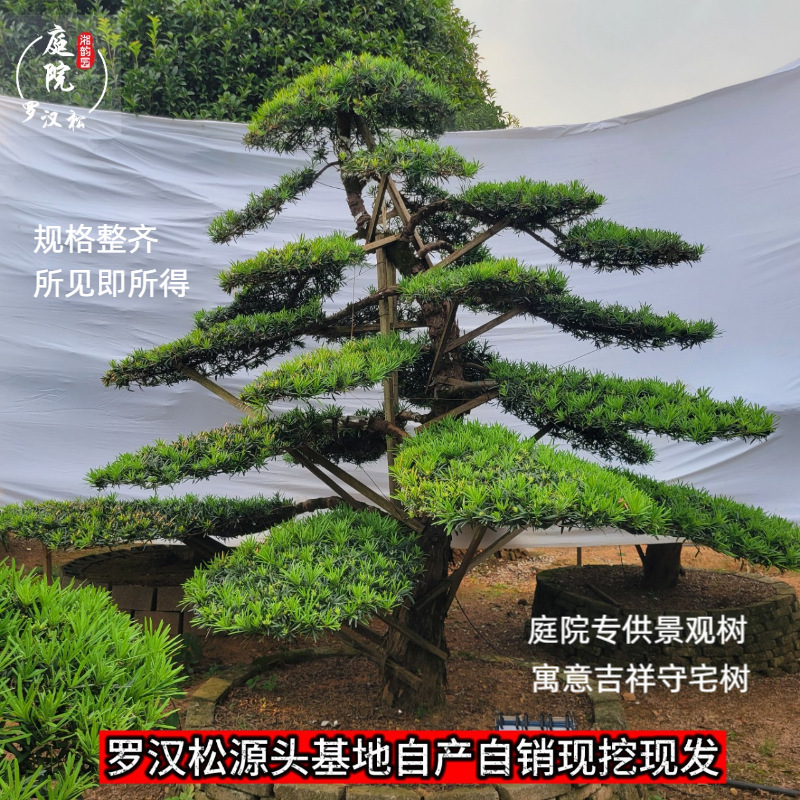 中式禅意盆景罗汉松松树庭院造景绿植阳台绿化景观树桩庭院树好活