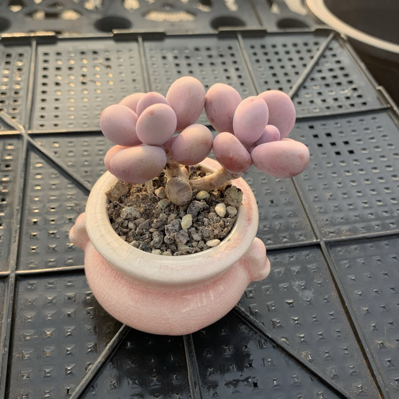 小さな多肉植物、超かわいい、貴重で希少な親指鉢、ミニ鉢植え、鉢付き多肉植物鉢植え、小さな古い支柱|undefined