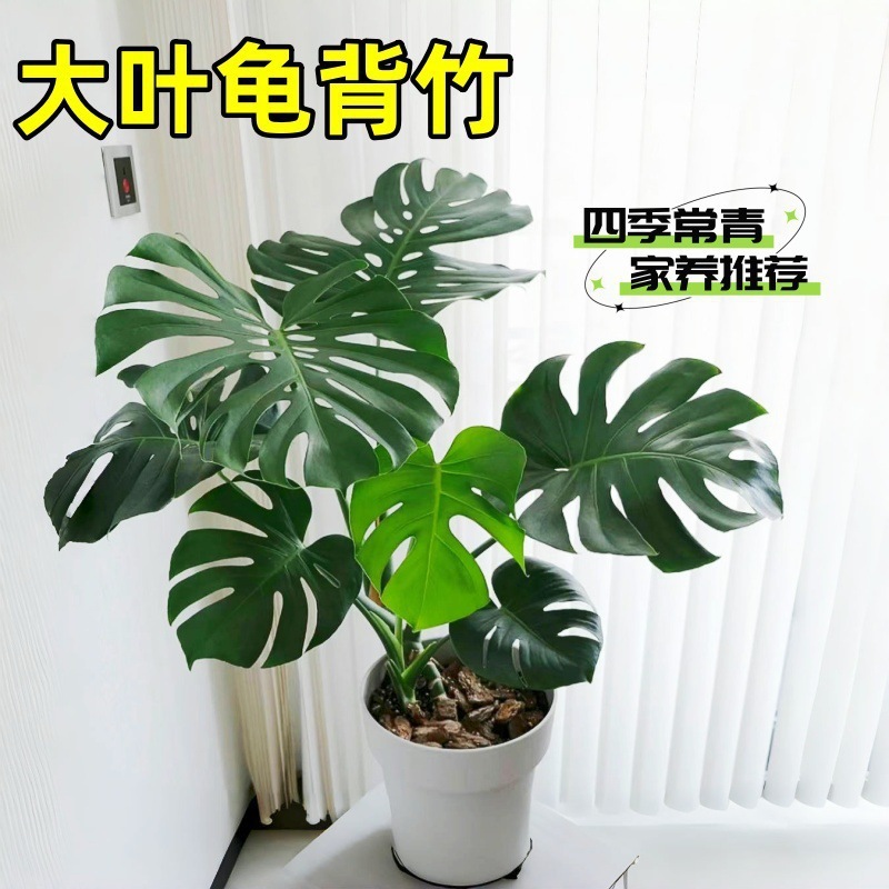 モンステラ 大型鉢植え 水耕栽培 大葉植物 古い杭 リビングルーム 大型緑の植物 花 オフィス オープンバックで富を引き寄せる|undefined