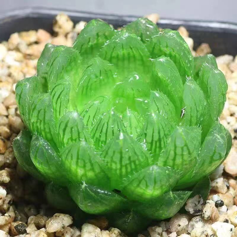 Nuevo producto Baizi Yulu combinación de plantas suculentas en maceta novatos buena carne de oficina balcón flores de la luz image 14