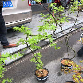 流泉枫枫树盆景盆栽绿植观叶植物禅意民宿装饰垂枝枫瀑布枫耐寒