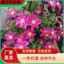 �����F��ɏ����������ֲ�����ΰ���ٱ�����ͥԺ�o�������͟�