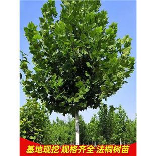 French Sycamore Tree Saplings Large Trees Courtyard Landscape Sidewalk Landscaping Seedlings Chinese Green Sycamore French Sycamore