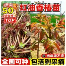 红油香椿苗树盆栽地栽正宗矮化可食用阳台庭院南北方种植当年采摘