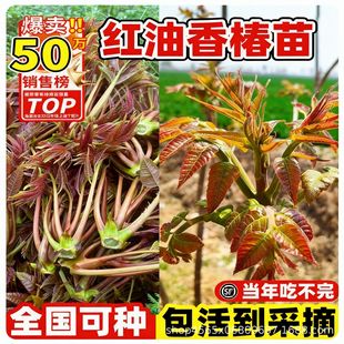 �t���㴻������Ե������ڰ�����ʳ���̨ͥԺ�ϱ����Nֲ�����ժ