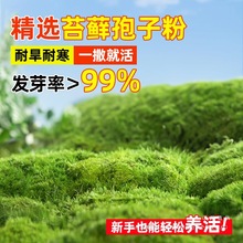 植物种子吸水石假山上水石盆景草四季鲜活青苔种籽孢子粉绢花其他