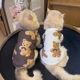 Cat Clothes Summer Thin Anti-hair Short Blue Cat Gown Cat Silver Gradual Puppy Summer Breathable Cool Clothes
