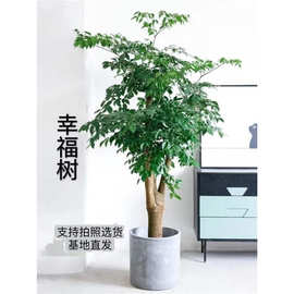幌伞枫幸福树老桩网红盆栽绿植新房客厅办公室内花卉观叶