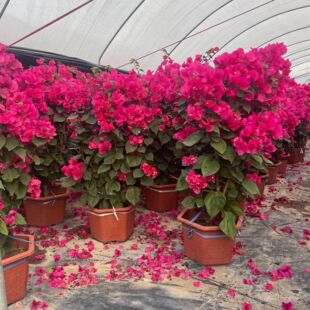 �V�|�ն��N���� �����ϾG������÷�����r��