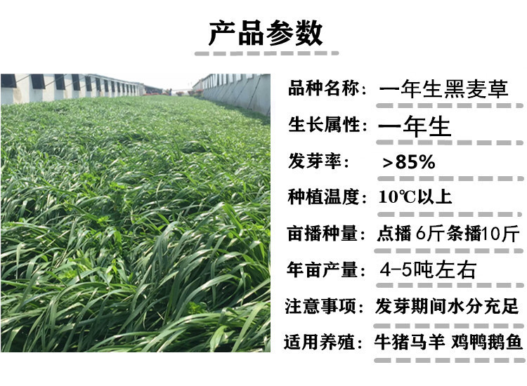 一年生黑麦草