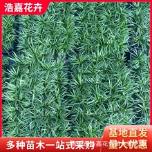 ������������ �e���@�־G���ó��G���`̤�ͺ���������С�� ������