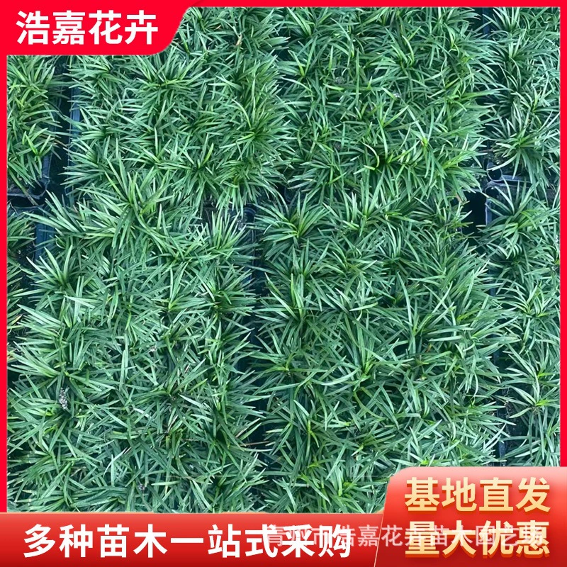 Саженцы гнома Ophiopogon japonicus в горшках для ландшафтного дизайна вилл, вечнозеленые, устойчивые к подтаптыванию и морозостойкие саженцы зимней пшеницы, трава Юлонг.