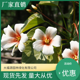 [Base Wholesale] Street Trees, Landscape Trees, Courtyard Trees, Tung Flower Trees, Seedlings, Complete Specifications