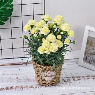 ����ܰ�r������ʯ���ļ��_���������̨ͥԺ�͏d���նY��Gֲ����