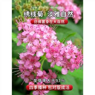 Pink Spirea Seeds, High-Quality Forest Trees, Also Known as Pearl Plum Seeds, Horse Urine Flower Seeds, Landscape Flower Sea Seeds