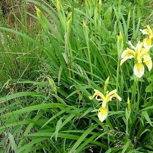 Blue Flower Iris Seeds Flower Sea Yellow Flower Iris German Iris Seeds Swallowtail Seeds Seeds Calamus