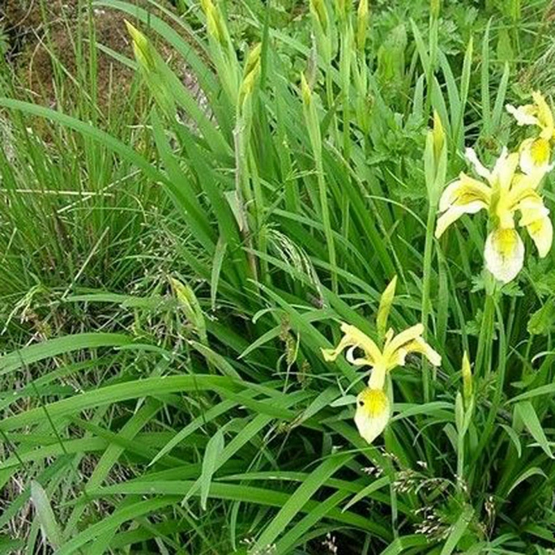 Синий цветок ириса семена цветка морской желтый ирис немецкий ирис семена ласточкин хвост семена аира