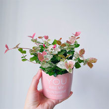 �����~�jʯ��������پGֲ�k���҃����滨������ֲ����B�͟��ͺ�