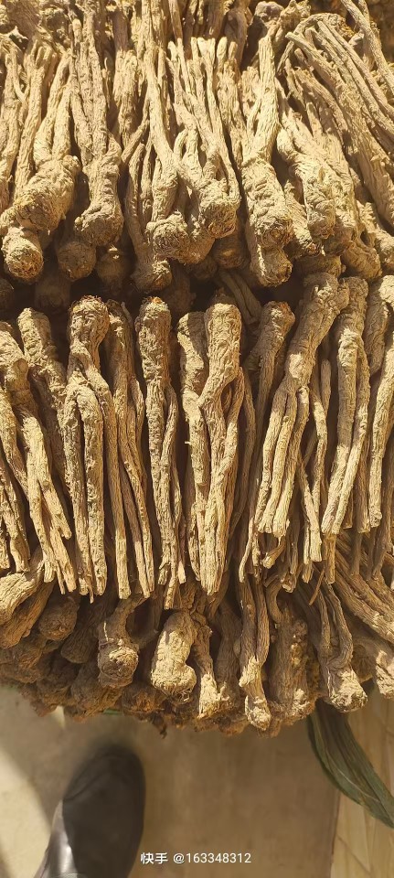 Whole Root Dried Angelica from Min County, Gansu, Sulfur-Free, Direct from the Place of Origin, and Processing of Angelica as Chinese Medicinal Herb detail image