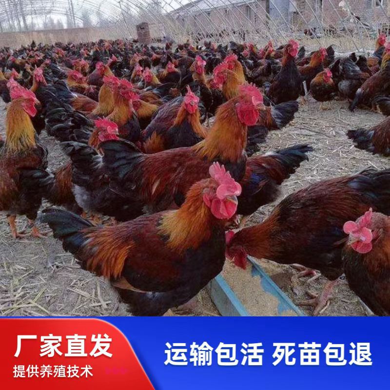 清远麻土鸡苗麻羽本地母红毛公鸡阉鸡黄脚散养活体走地笨鸡小苗