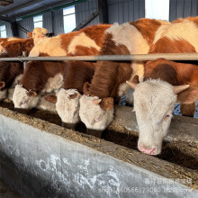 西门塔尔牛牛犊 鲁西黄牛牛犊 西门塔尔牛苗 山东养牛场