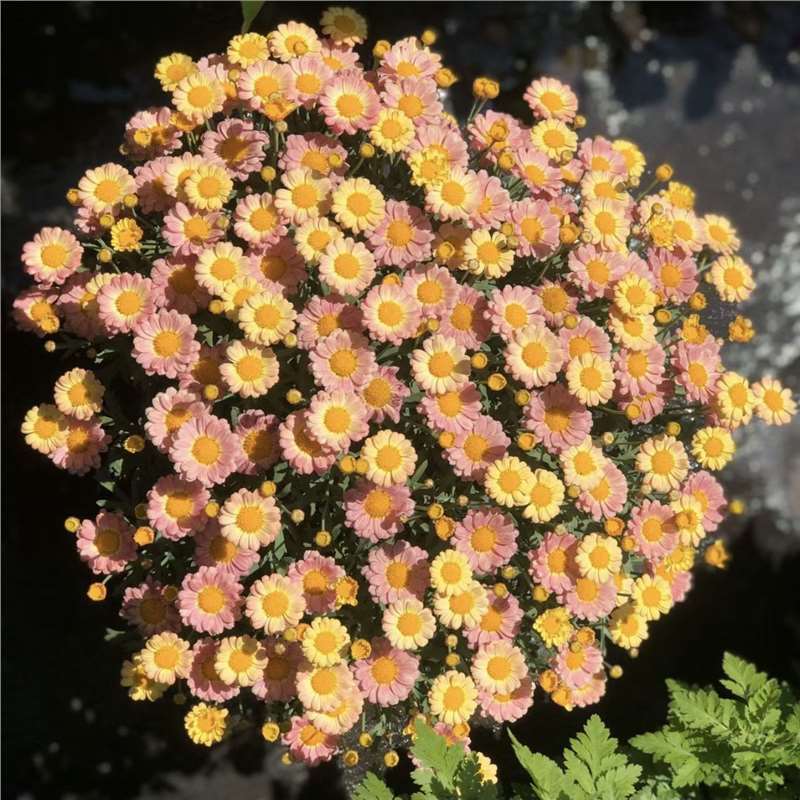 Semillas de margarita, semillas de margarita, perennes, nuevos tipos de flores de balcón interior, jardín