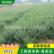 迎春苗批发 绿化工程苗木 耐寒植物园林爬藤花卉迎春 迎春苗