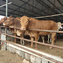 哪有卖西门塔尔牛犊利木赞牛鲁西黄牛育肥肉牛犊怀孕母牛