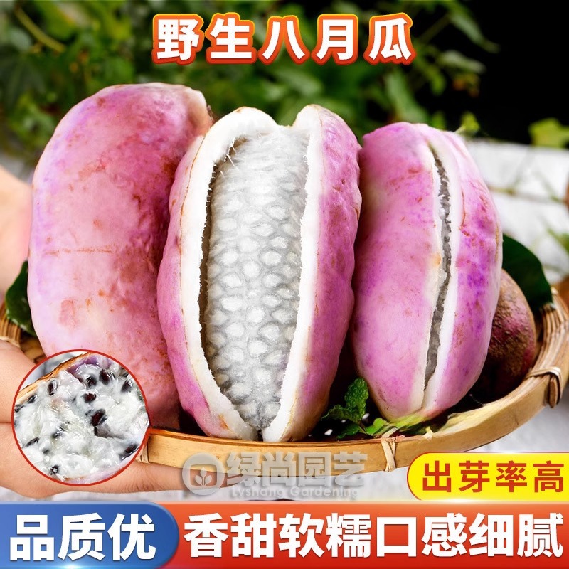 野生八月瓜种子紫果八月瓜爬藤植物水果蔬菜种子丝瓜玉米新鲜高产