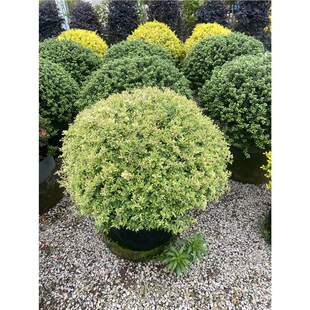 ���������G��ľС��𼬻��Rֲ���ļ�����׃ɫ���~��N�͟��ͺ�