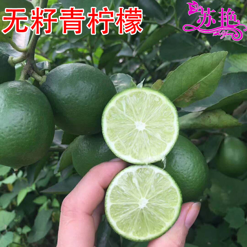 Four-Season Taiwanese Seedless Fragrant Lemon Tree Seedlings, Thai Tahitian Seedless Green Lemon Potted Plants, Ground-Planted Fruit Tree Seedlings Four-Season Taiwanese Seedless Fragrant Lemon Tree Seedlings, Thai Tahitian Seedless Green Lemon Potted Plants, Ground-Planted Fruit Tree Seedlings