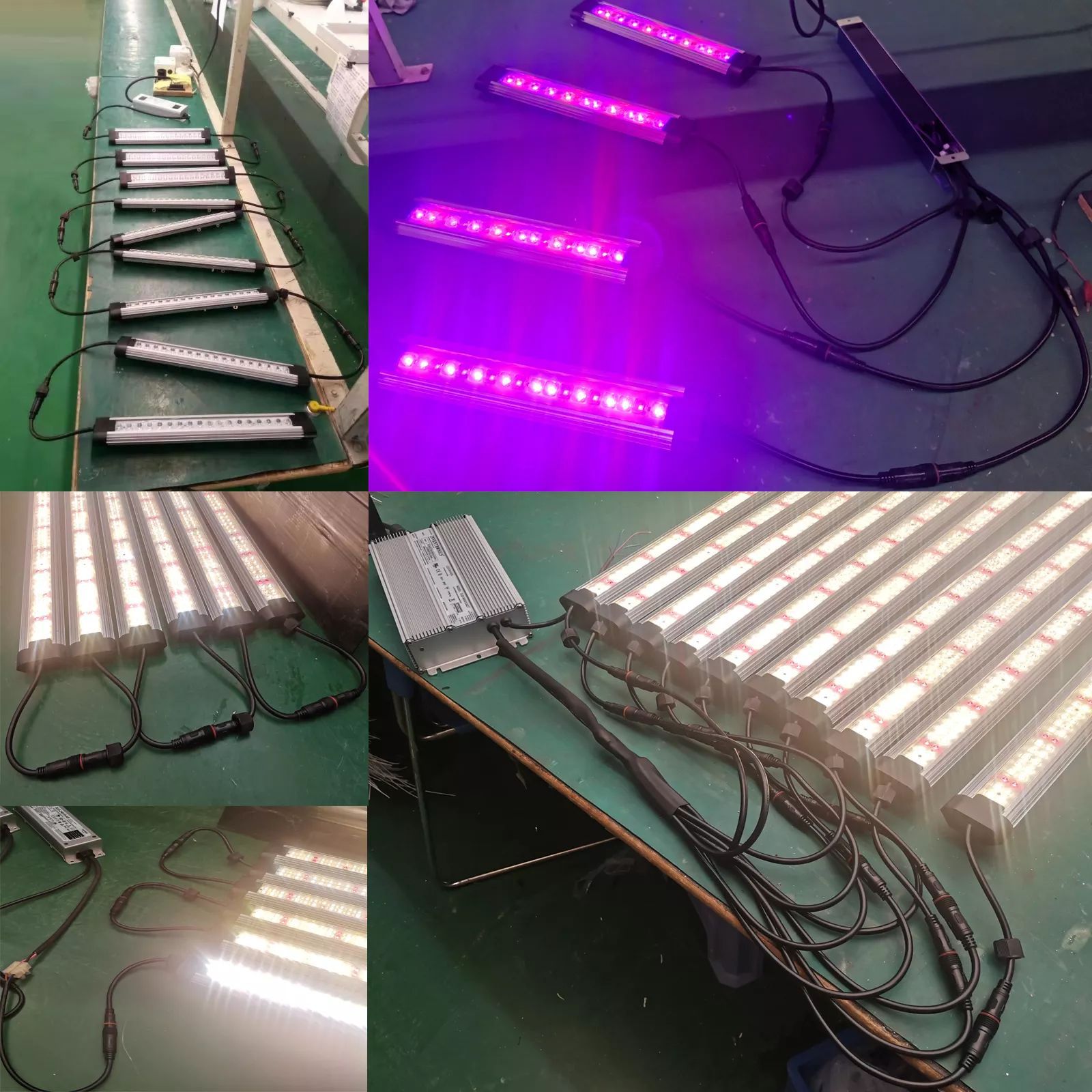 LEDֲƺ׹Ҷ˻ֲˮಹ