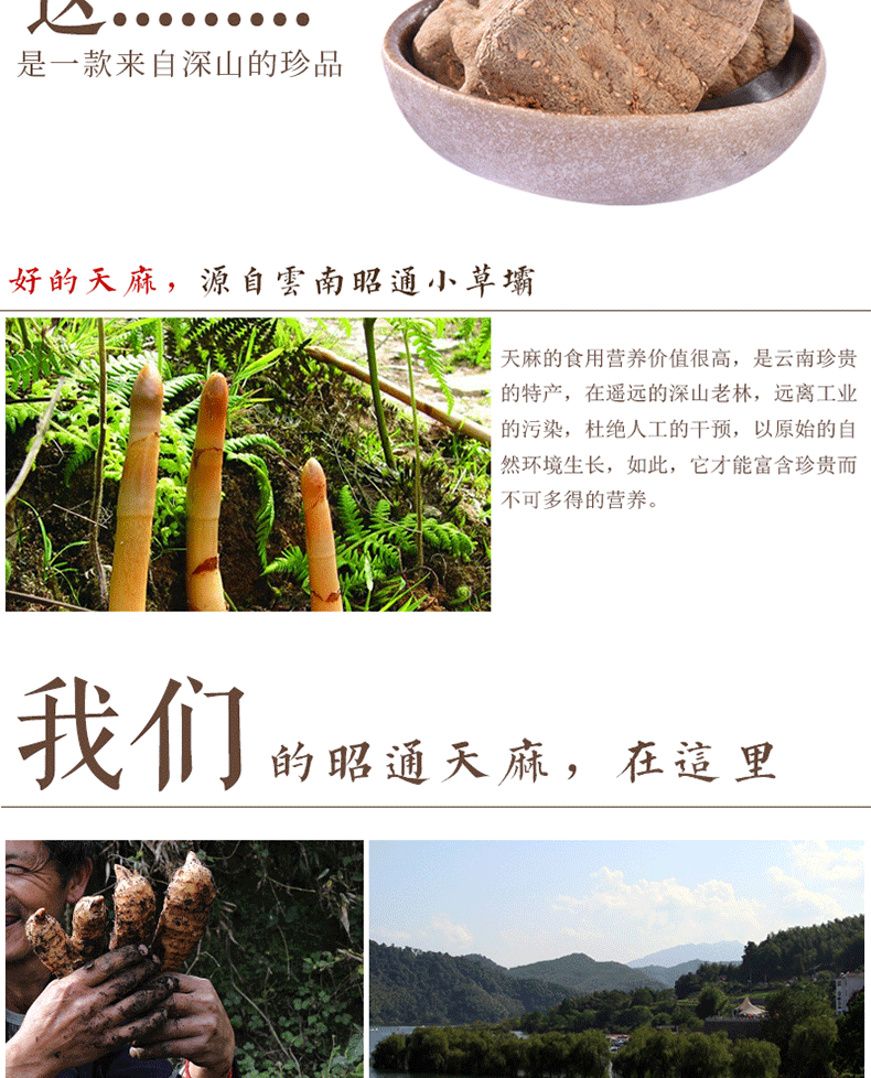 Yunnan Zhaotong Black Gastrodia Dried Slices 500g Premium Tian Ma Herbal Root in use