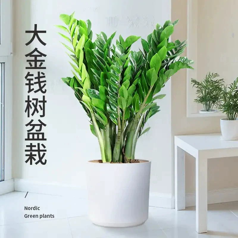 Денежное дерево в горшке, комнатное растение для гостиной, вечнозеленое и простое в уходе, большое денежное дерево, маленькое дерево удачи.