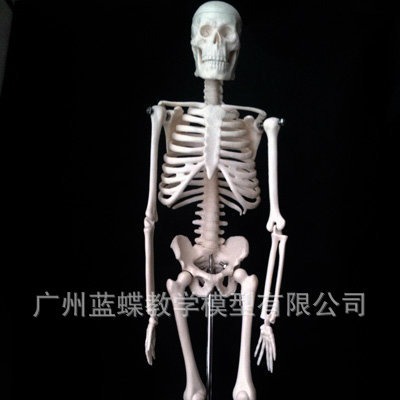 45CM�������ģ�� ҽѧ��ѧģ�� ��������걾 ���ù�ģ��