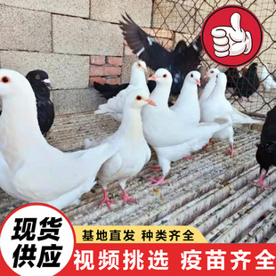 ��ֳ�Bֳ���طN����Ʒ�N���ۏV�����N��������������������N��