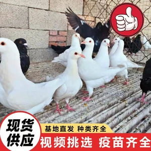 [大量出售落地王肉鸽 哪里有卖肉鸽种鸽的厂家 肉鸽活体白羽王批发]