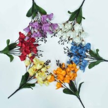 白紫蘭 白紫蘭批發 促銷價格 產地貨源 阿里巴巴