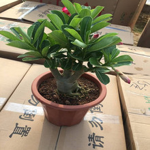 ذɳĮõ廨ļܾGֲϘ̨҃С辰_