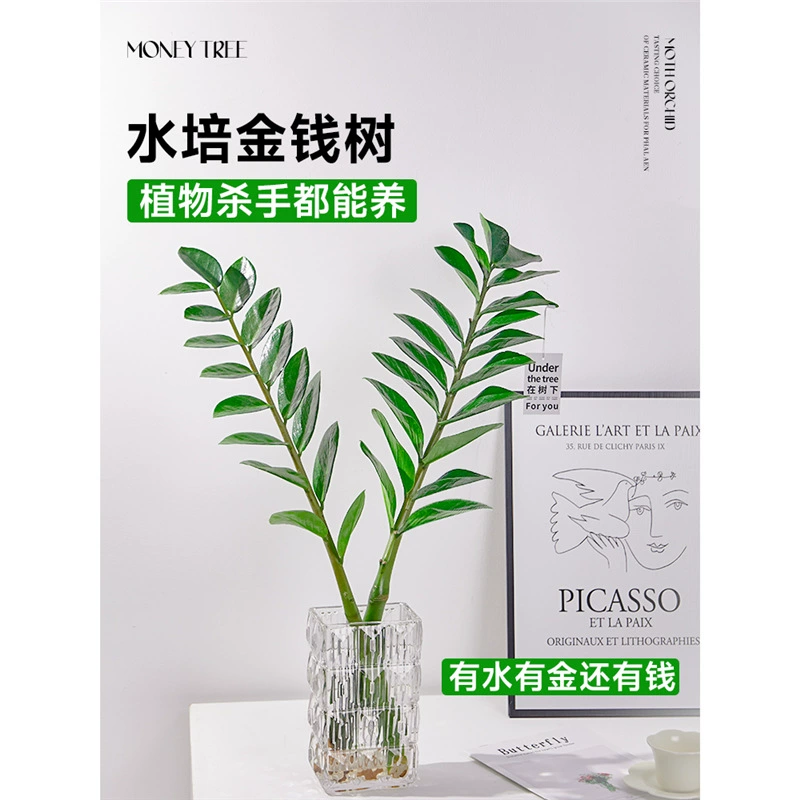 Гидропонное растение денежное дерево зеленое растение в горшке