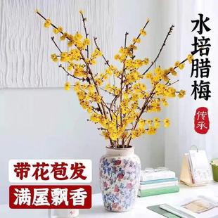 �D÷�r�л������D÷����֦ѩ��ˮ��ֲ���҃ȿ͏d����������������