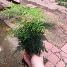 ���� �͏d�̨�k���ҾGֲ ȤζС�Gֲ С��ֲ��